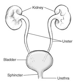 Urinary Tract System